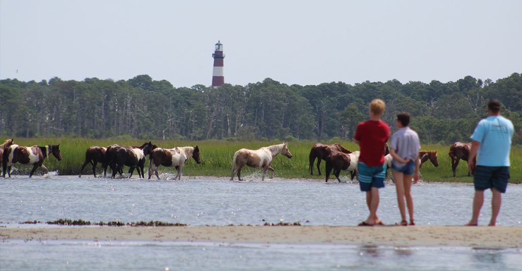 Chincoteague Pony Penning