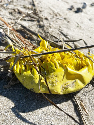 Balloon recovered from the beach